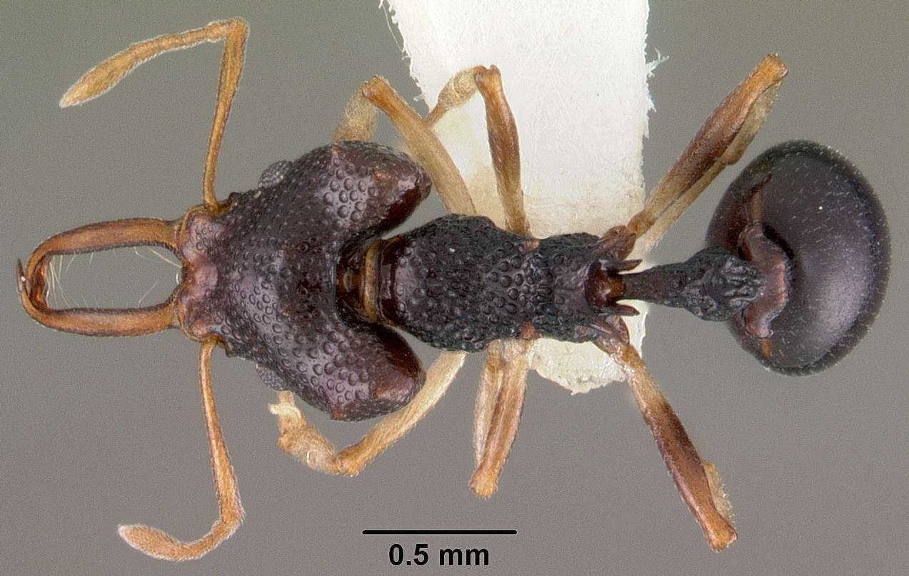 Image of Microdaceton viriosum