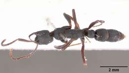 Image of Ant