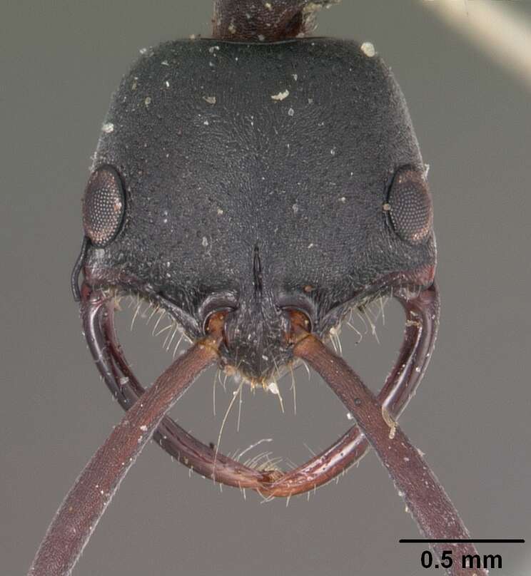 Image of Ant