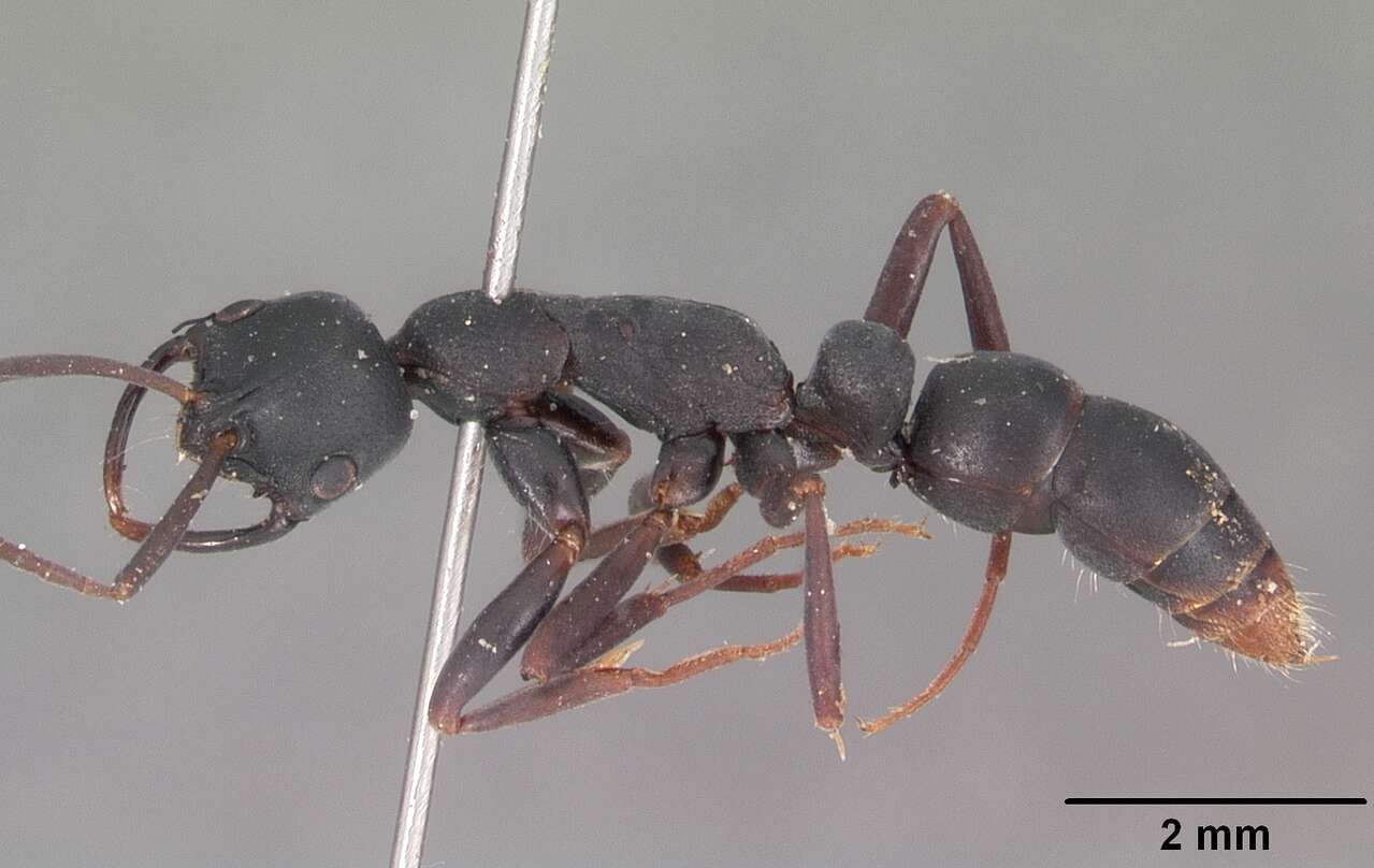 Image of Ant