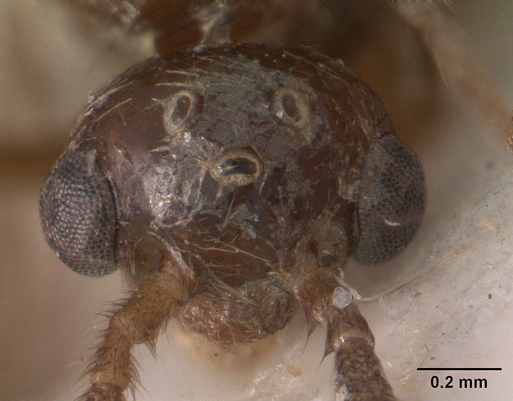 Image of Pristomyrmex trispinosus (Donisthorpe 1946)