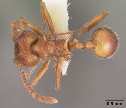 Image of Pristomyrmex trispinosus (Donisthorpe 1946)