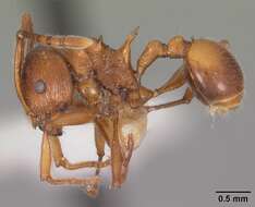 Image of Pristomyrmex trispinosus (Donisthorpe 1946)