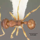 Image de <i>Eutetramorium parvum</i>