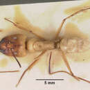 Image of Camponotus gerberti Donisthorpe 1949