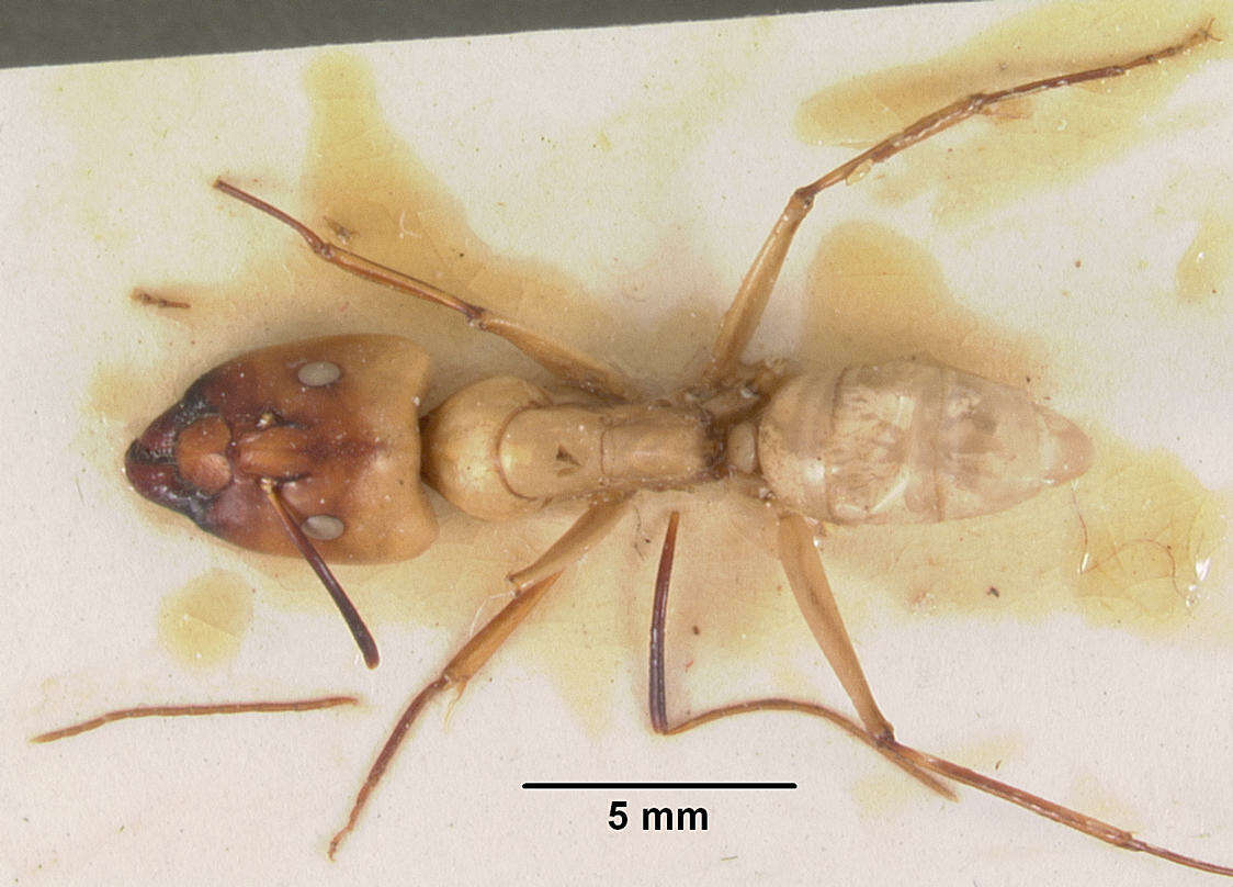 Image of Camponotus gerberti Donisthorpe 1949