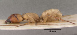 Image of Camponotus gerberti Donisthorpe 1949