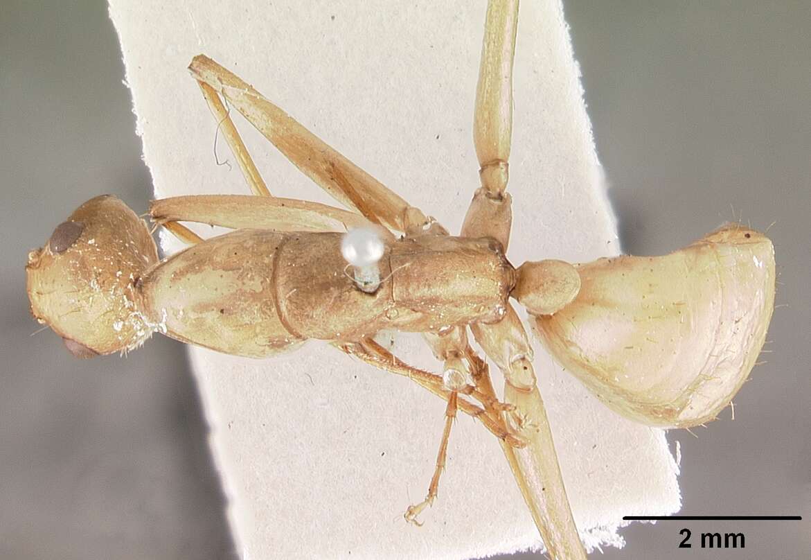 Image of Camponotus gerberti Donisthorpe 1949