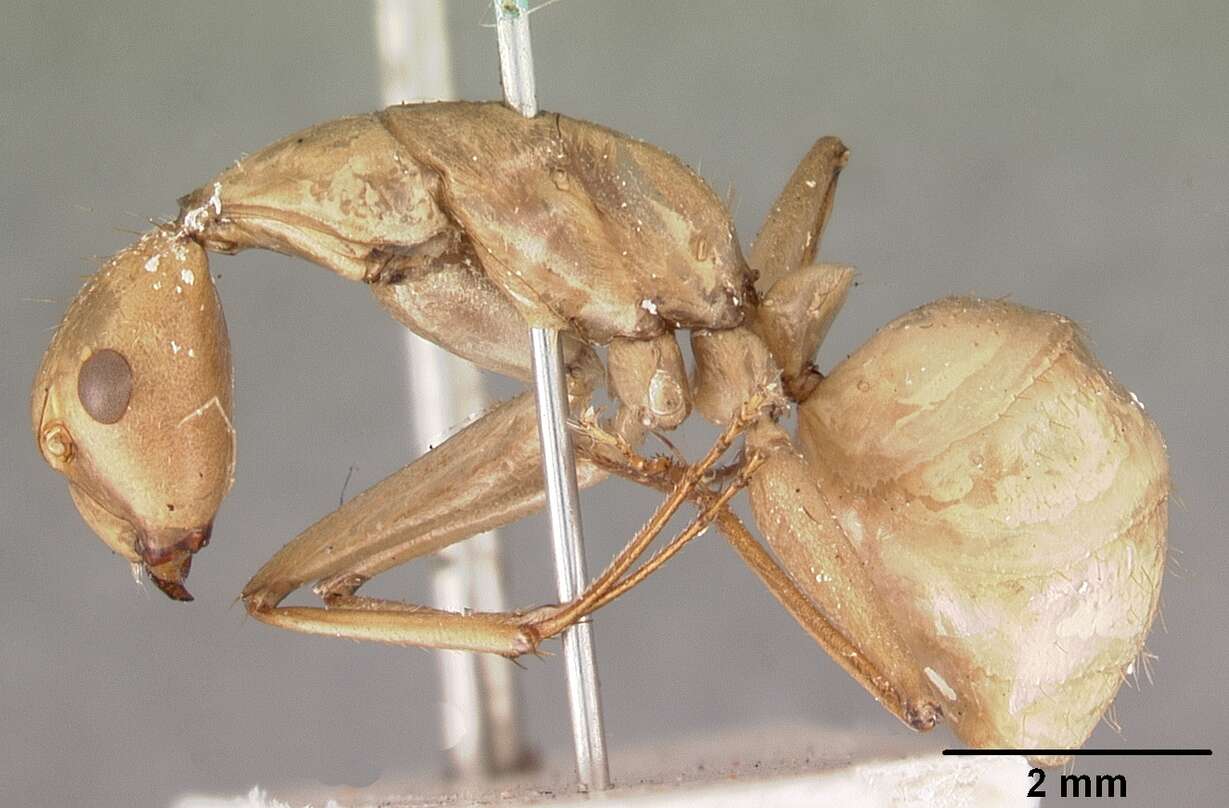 Image of Camponotus gerberti Donisthorpe 1949