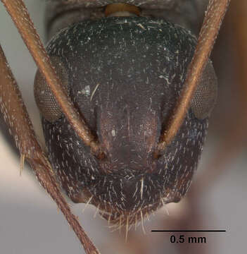 Image of Camponotus auropubens Forel 1894