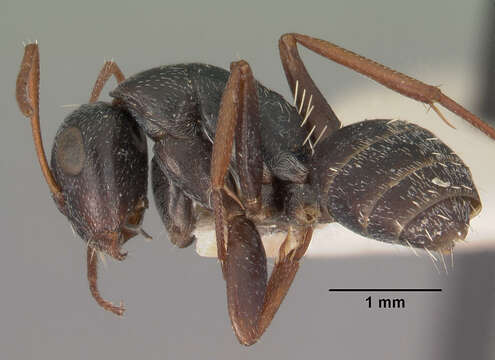 Слика од Camponotus auropubens Forel 1894