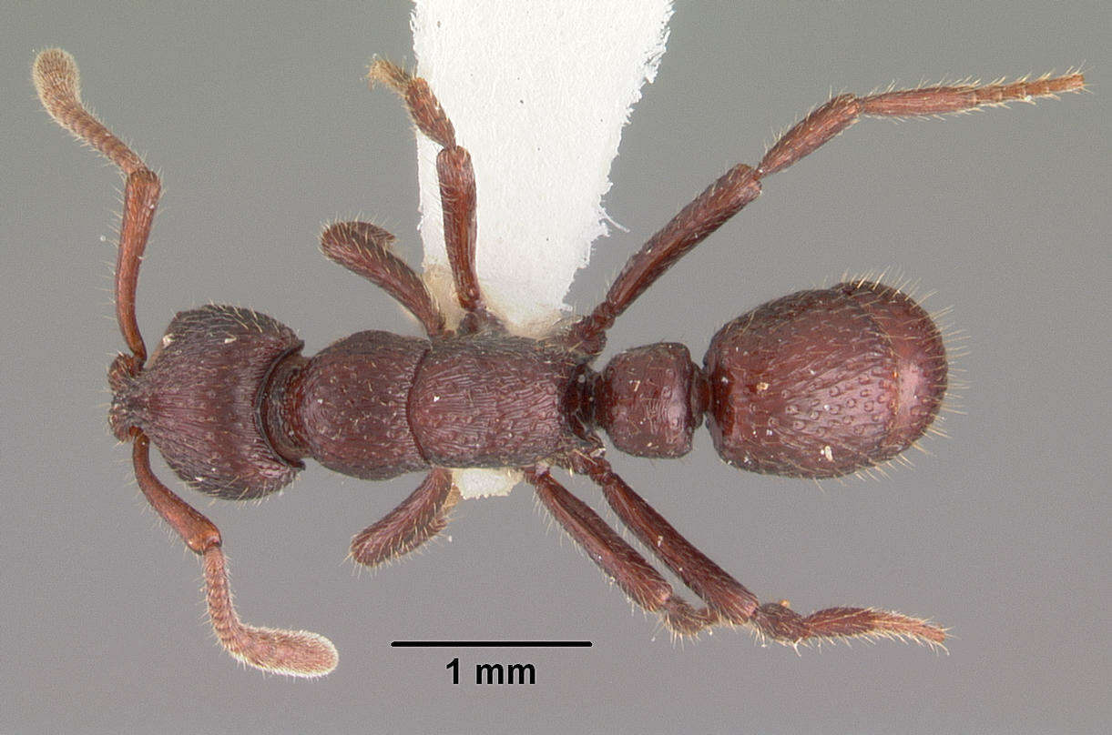 Image of Loboponera edentula