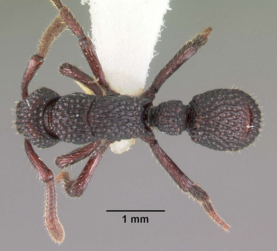 Image of <i>Loboponera vigilans</i>