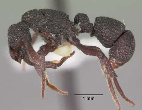 Image of <i>Loboponera vigilans</i>