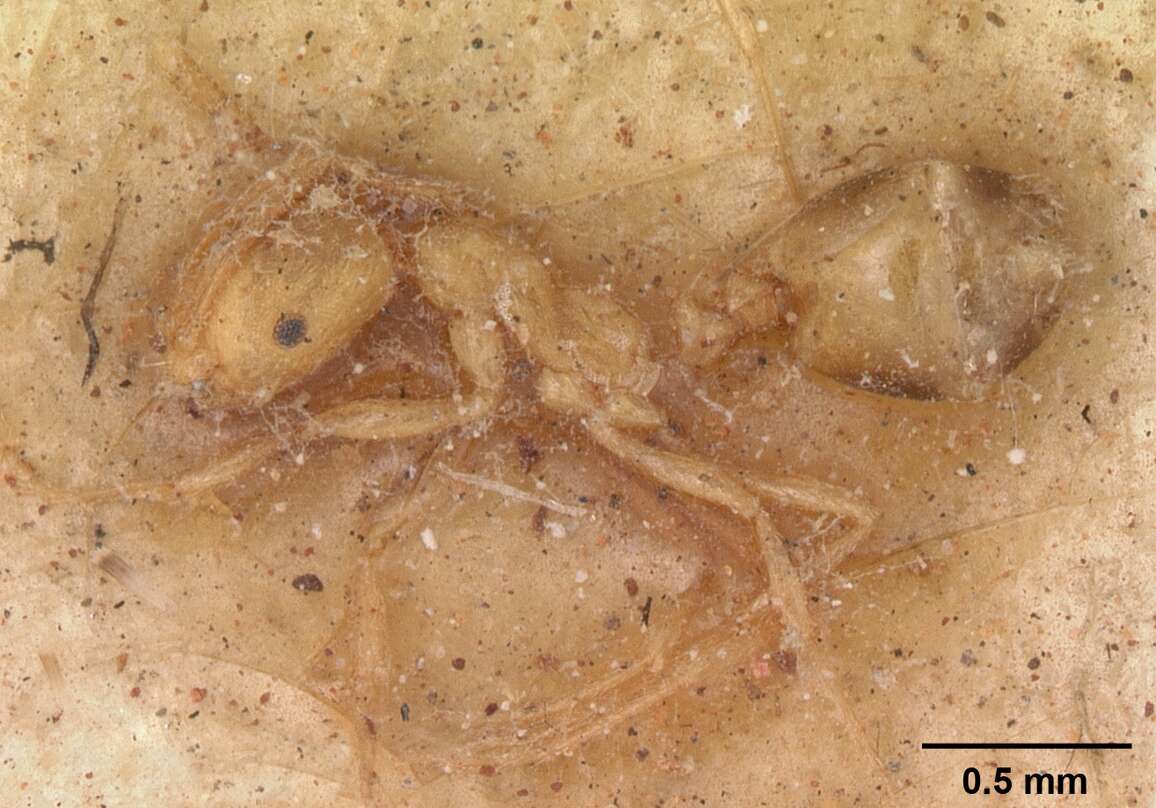 Image of Pharaoh ant