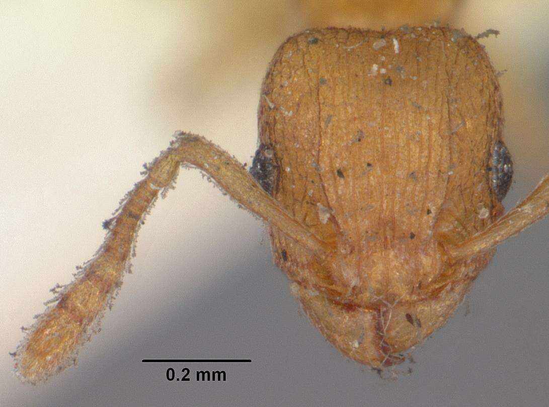 Image of Ant