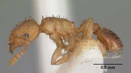 Image of Ant