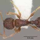 Image of Tetramorium scytalum Bolton 1979