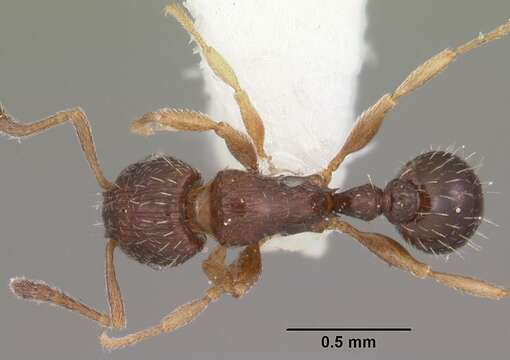 Image of Tetramorium scytalum Bolton 1979