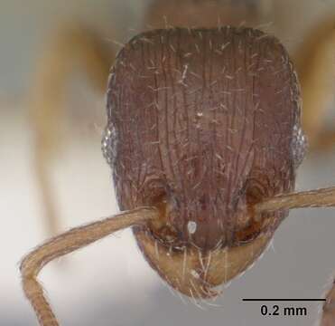 Image of Tetramorium scytalum Bolton 1979