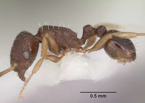 Image of Tetramorium scytalum Bolton 1979