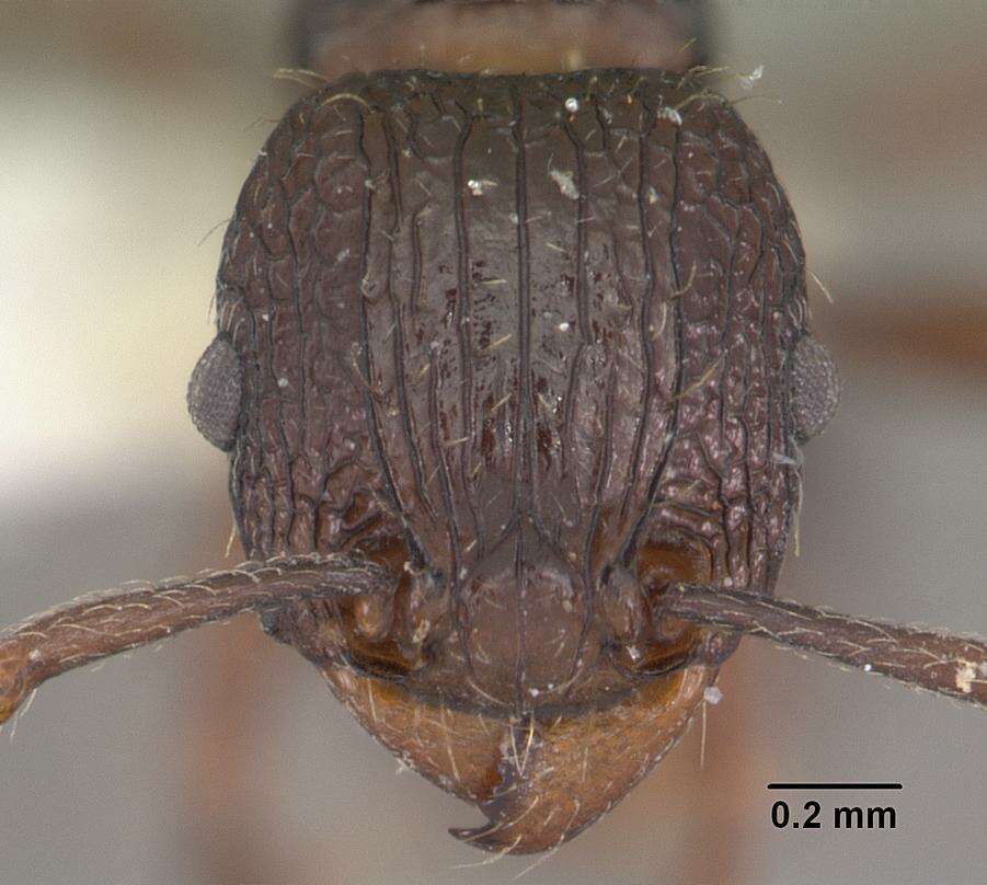 Image of Tetramorium tantillum Bolton 1979