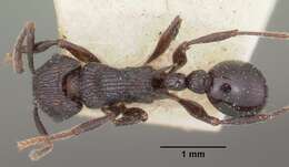 Image of Tetramorium latreillei Forel 1895