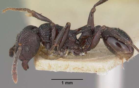 Image of Tetramorium latreillei Forel 1895