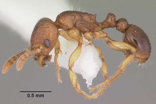 Image of Tetramorium cognatum Bolton 1979