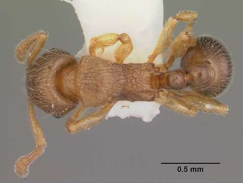 Image of Tetramorium cognatum Bolton 1979