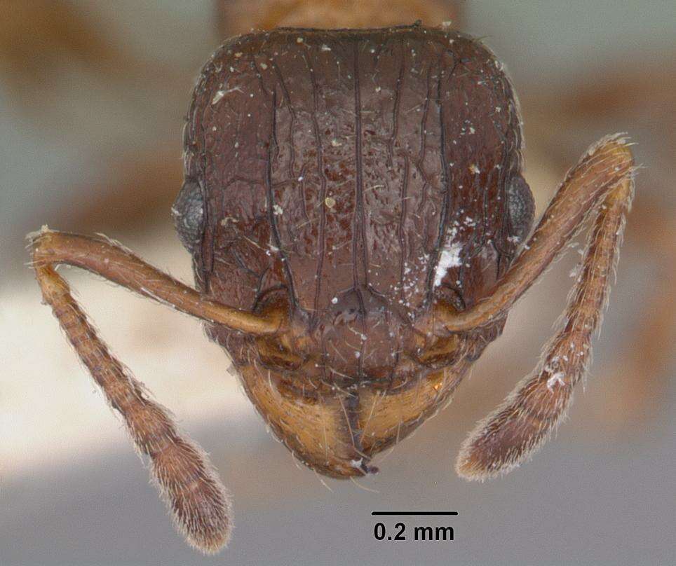 Image of Tetramorium bessonii Forel 1891