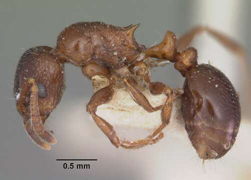 Image of Tetramorium bessonii Forel 1891