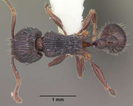 Image of Tetramorium electrum Bolton 1979