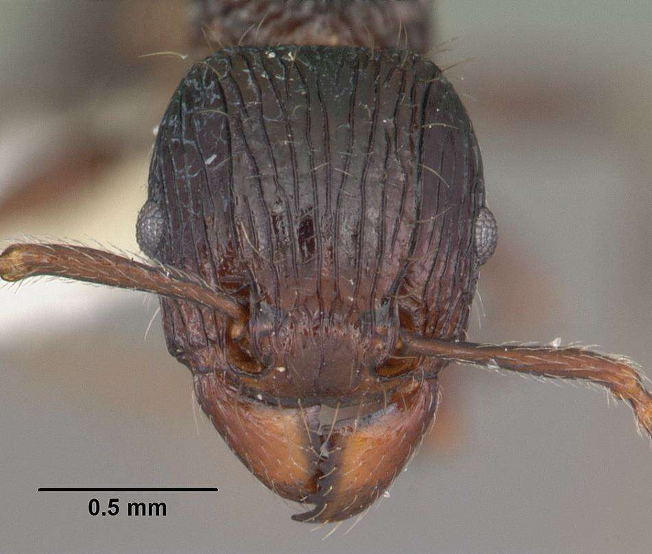 Image of Tetramorium electrum Bolton 1979