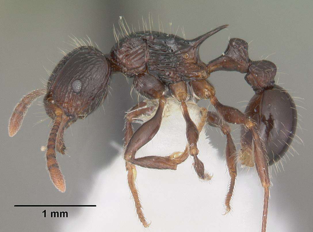 Image of Tetramorium electrum Bolton 1979