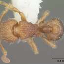 Image of Tetramorium zenatum Bolton 1979