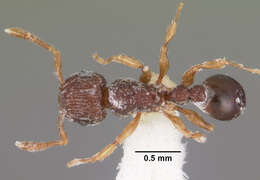 Image of Ant