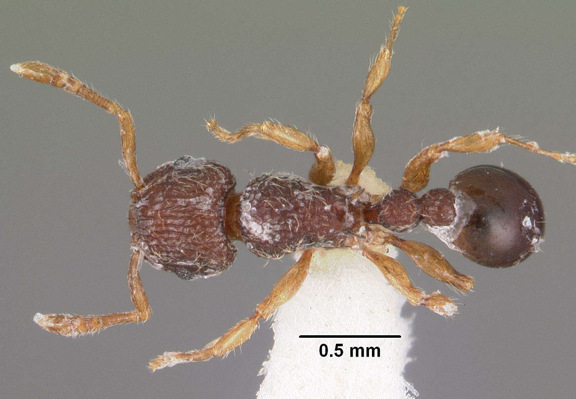 Image of Ant