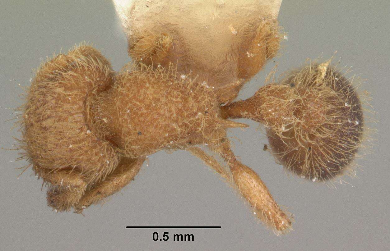 Image of Ant