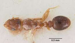 Image of Ant