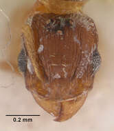 Image of Ant