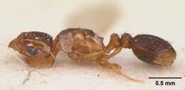 Image of Ant