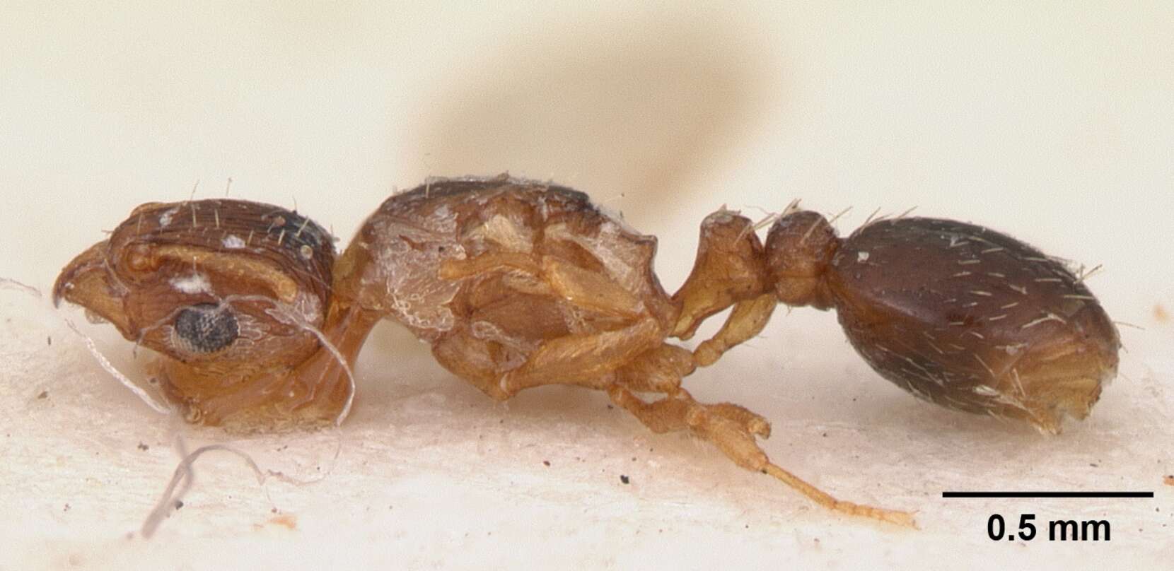 Image of Ant