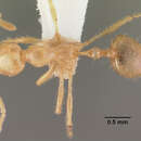 Image of Epelysidris brocha Bolton 1987