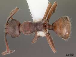 Image of Camponotus overbecki Viehmeyer 1916