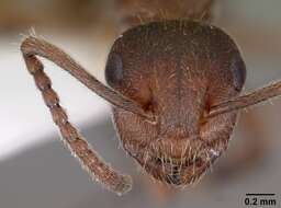 Image of Camponotus overbecki Viehmeyer 1916