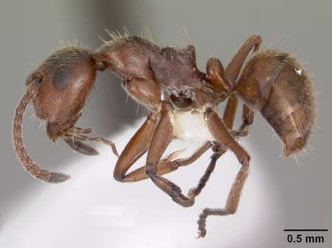 Image de Camponotus overbecki Viehmeyer 1916