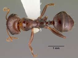 Image of Rossomyrmex