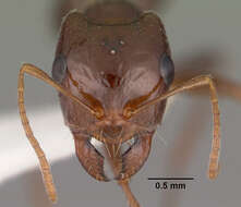 Image of Rossomyrmex