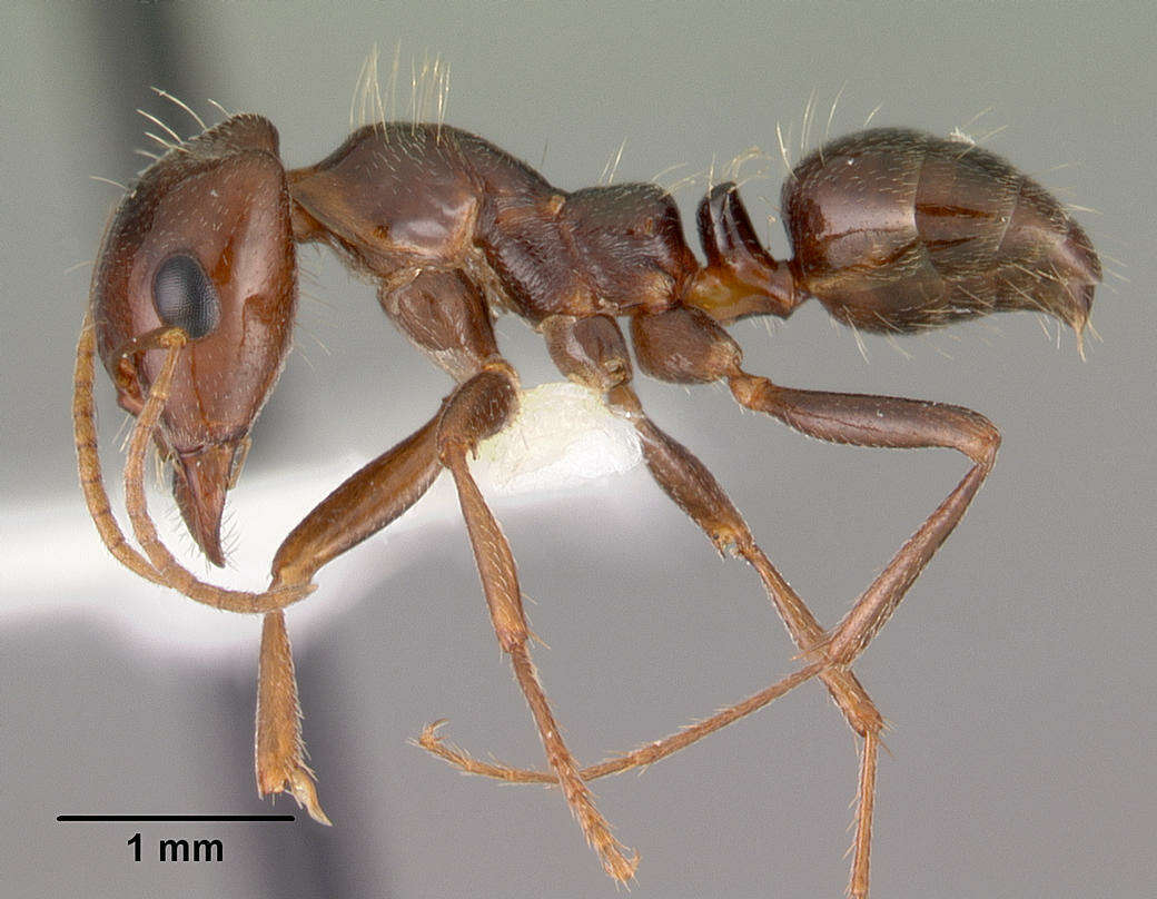 Image of Rossomyrmex